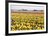 Yellow and Orange Tulips III-Dana Styber-Framed Photographic Print