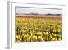 Yellow and Orange Tulips III-Dana Styber-Framed Photographic Print