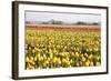 Yellow and Orange Tulips III-Dana Styber-Framed Photographic Print