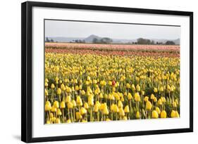 Yellow and Orange Tulips III-Dana Styber-Framed Photographic Print