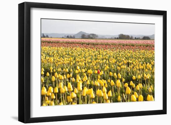 Yellow and Orange Tulips III-Dana Styber-Framed Photographic Print