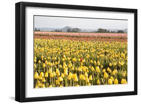 Yellow and Orange Tulips III-Dana Styber-Framed Photographic Print