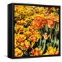 Yellow and Orange Tulips in Bloom-Richard T. Nowitz-Framed Stretched Canvas