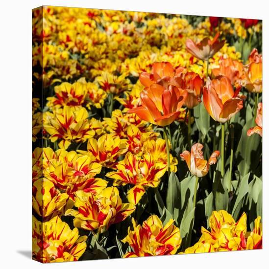 Yellow and Orange Tulips in Bloom-Richard T. Nowitz-Stretched Canvas