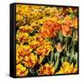 Yellow and Orange Tulips in Bloom-Richard T. Nowitz-Framed Stretched Canvas