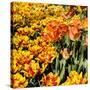 Yellow and Orange Tulips in Bloom-Richard T. Nowitz-Stretched Canvas