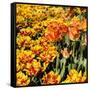 Yellow and Orange Tulips in Bloom-Richard T. Nowitz-Framed Stretched Canvas