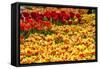 Yellow and Orange Tulips in Bloom-Richard T. Nowitz-Framed Stretched Canvas