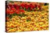 Yellow and Orange Tulips in Bloom-Richard T. Nowitz-Stretched Canvas