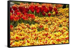Yellow and Orange Tulips in Bloom-Richard T. Nowitz-Framed Stretched Canvas