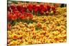 Yellow and Orange Tulips in Bloom-Richard T. Nowitz-Stretched Canvas