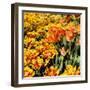 Yellow and Orange Tulips in Bloom-Richard T. Nowitz-Framed Photographic Print