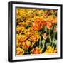 Yellow and Orange Tulips in Bloom-Richard T. Nowitz-Framed Photographic Print