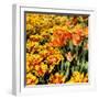 Yellow and Orange Tulips in Bloom-Richard T. Nowitz-Framed Photographic Print