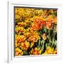 Yellow and Orange Tulips in Bloom-Richard T. Nowitz-Framed Photographic Print