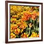 Yellow and Orange Tulips in Bloom-Richard T. Nowitz-Framed Photographic Print