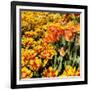 Yellow and Orange Tulips in Bloom-Richard T. Nowitz-Framed Photographic Print