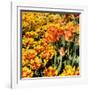 Yellow and Orange Tulips in Bloom-Richard T. Nowitz-Framed Photographic Print