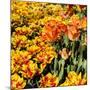 Yellow and Orange Tulips in Bloom-Richard T. Nowitz-Mounted Photographic Print