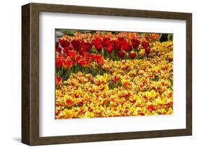 Yellow and Orange Tulips in Bloom-Richard T. Nowitz-Framed Photographic Print