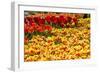 Yellow and Orange Tulips in Bloom-Richard T. Nowitz-Framed Photographic Print