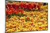 Yellow and Orange Tulips in Bloom-Richard T. Nowitz-Mounted Photographic Print