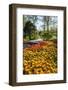 Yellow and Orange Tulips in Bloom-Richard T. Nowitz-Framed Photographic Print