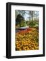 Yellow and Orange Tulips in Bloom-Richard T. Nowitz-Framed Photographic Print