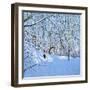 Yellow and Oranges Sledges, Allestree Park, Derby-Andrew Macara-Framed Giclee Print