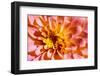 Yellow and Pink dahlia, USA.-Lisa Engelbrecht-Framed Photographic Print