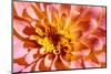 Yellow and Pink dahlia, USA.-Lisa Engelbrecht-Mounted Photographic Print