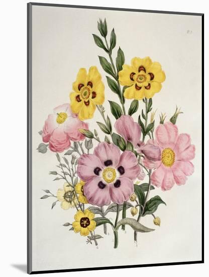 Yellow and Pink Mixed Flowers-Edward Burne-Jones-Mounted Giclee Print