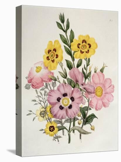 Yellow and Pink Mixed Flowers-Edward Burne-Jones-Stretched Canvas