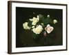 Yellow and Pink Roses-James Stuart Park-Framed Giclee Print