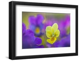 Yellow and purple forms of Mountain Pansy, UK-Alex Hyde-Framed Photographic Print