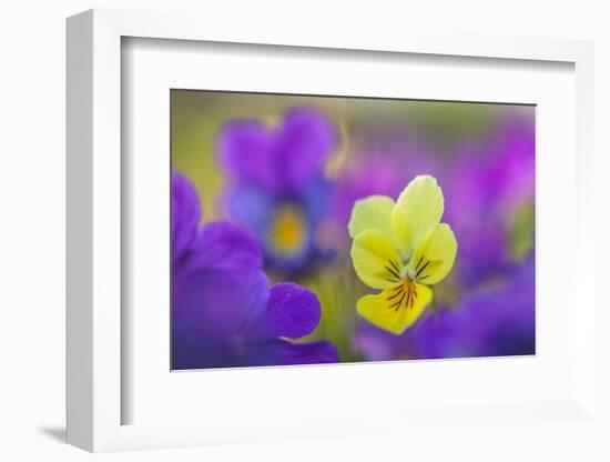 Yellow and purple forms of Mountain Pansy, UK-Alex Hyde-Framed Photographic Print