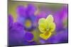Yellow and purple forms of Mountain Pansy, UK-Alex Hyde-Mounted Photographic Print