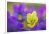 Yellow and purple forms of Mountain Pansy, UK-Alex Hyde-Framed Photographic Print