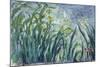 Yellow and Purple Irises, 1924-25-Claude Monet-Mounted Giclee Print