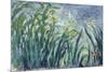 Yellow and Purple Irises, 1924-25-Claude Monet-Mounted Giclee Print
