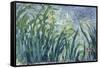 Yellow and Purple Irises, 1924-25-Claude Monet-Framed Stretched Canvas