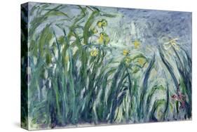 Yellow and Purple Irises, 1924-25-Claude Monet-Stretched Canvas