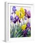 Yellow and Purple Irises-Christopher Ryland-Framed Giclee Print