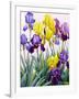 Yellow and Purple Irises-Christopher Ryland-Framed Giclee Print