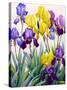 Yellow and Purple Irises-Christopher Ryland-Stretched Canvas