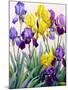 Yellow and Purple Irises-Christopher Ryland-Mounted Giclee Print