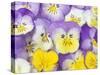 Yellow and Purple Pansies-Linda Burgess-Stretched Canvas