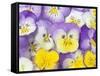 Yellow and Purple Pansies-Linda Burgess-Framed Stretched Canvas