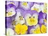 Yellow and Purple Pansies-Linda Burgess-Stretched Canvas