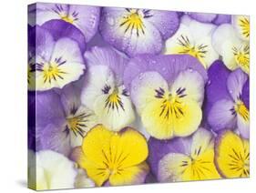 Yellow and Purple Pansies-Linda Burgess-Stretched Canvas